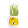 Chat roux avec cheveux en herbe à chat - Radis et Capucine