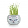Chat gris avec cheveux en herbe à chat - Radis et Capucine
