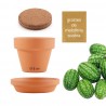 Pot 8 cm avec coupelle Mini Concombre