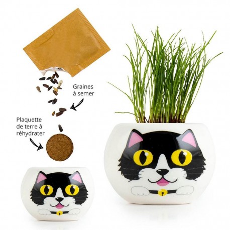 Chat noir et blanc avec cheveux en herbe à chat - Radis et Capucine