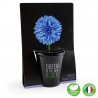 Kit de plantation black - Fleur Bleuet - Radis et Capucine